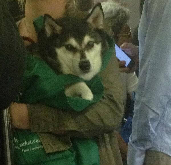 inspiringlife.pt - Donos arranjam solução brilhante para poderem viajar com os seus animais no metro de Nova Iorque