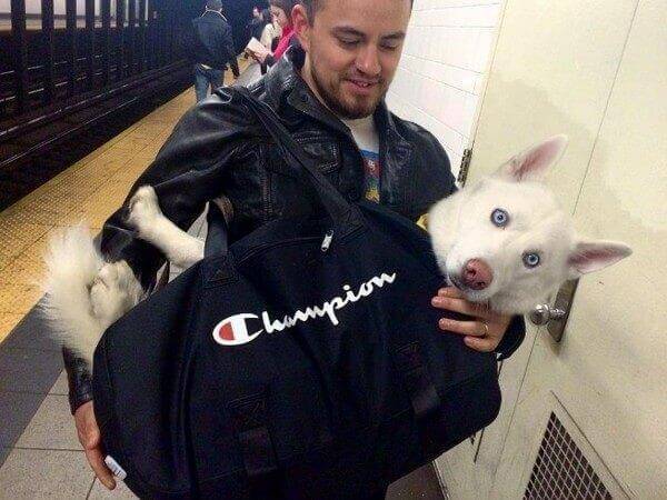inspiringlife.pt - Donos arranjam solução brilhante para poderem viajar com os seus animais no metro de Nova Iorque