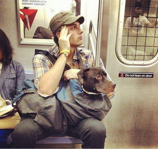 inspiringlife.pt - Donos arranjam solução brilhante para poderem viajar com os seus animais no metro de Nova Iorque