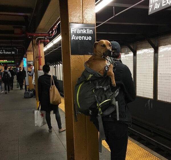 inspiringlife.pt - Donos arranjam solução brilhante para poderem viajar com os seus animais no metro de Nova Iorque