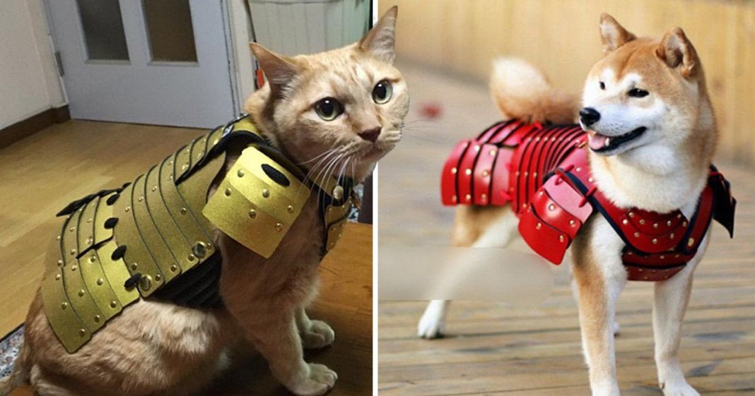 Empresa japonesa cria armaduras samurais para cães e gatos