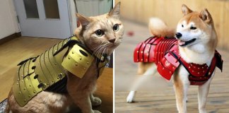 Empresa japonesa cria armaduras samurais para cães e gatos