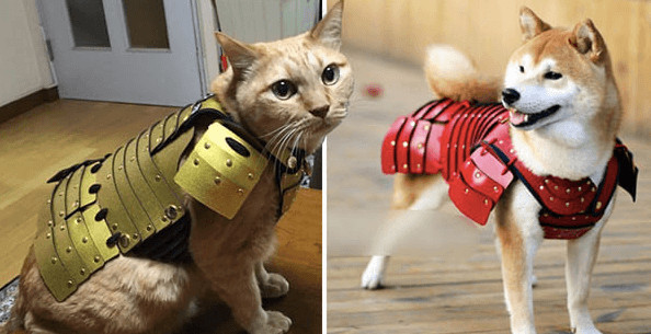 inspiringlife.pt - Empresa japonesa cria armaduras samurais para cães e gatos