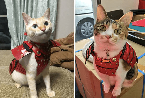 inspiringlife.pt - Empresa japonesa cria armaduras samurais para cães e gatos