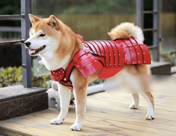 inspiringlife.pt - Empresa japonesa cria armaduras samurais para cães e gatos