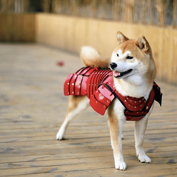 inspiringlife.pt - Empresa japonesa cria armaduras samurais para cães e gatos