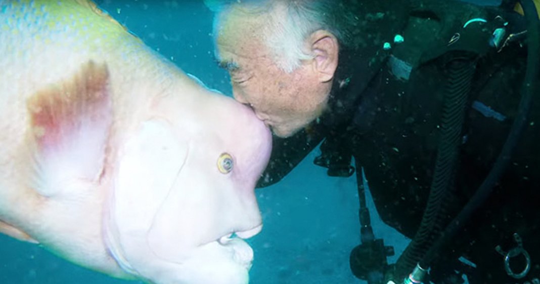 Mergulhador japonês visita o seu melhor-amigo peixe há 25 anos