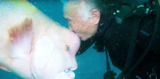 Mergulhador japonês visita o seu melhor-amigo peixe há 25 anos