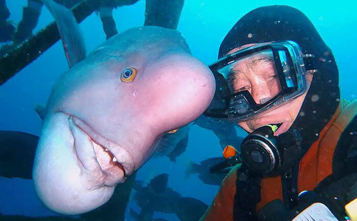 inspiringlife.pt - Mergulhador japonês visita o seu melhor-amigo peixe há 25 anos