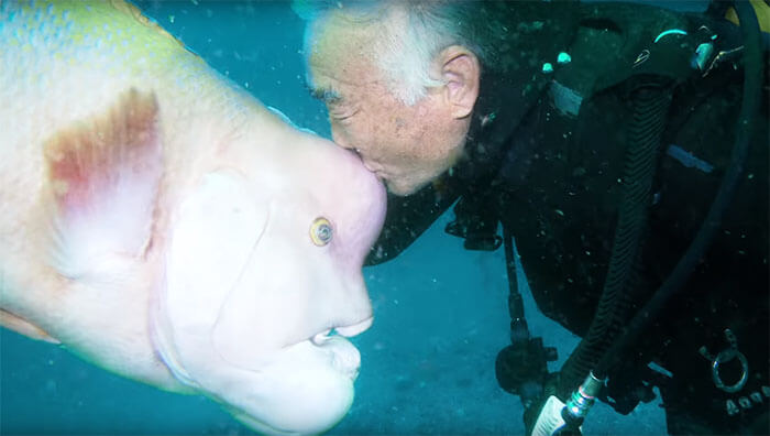 inspiringlife.pt - Mergulhador japonês visita o seu melhor-amigo peixe há 25 anos