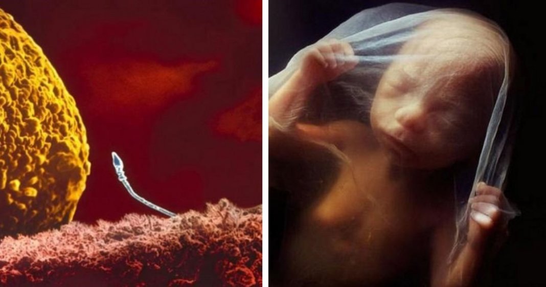 Artista mostra como é na realidade o crescimento de um embrião com imagens brutais