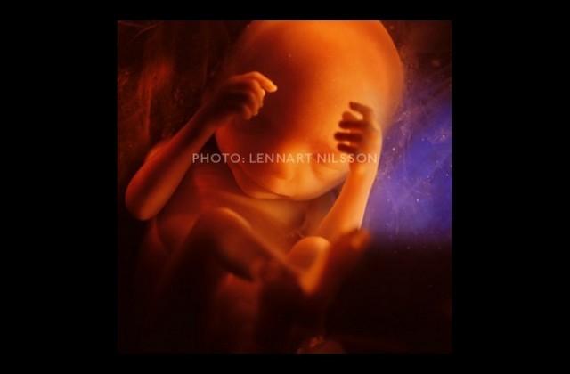 inspiringlife.pt - Artista mostra como é na realidade o crescimento de um embrião com imagens brutais