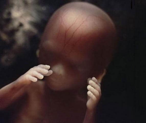 inspiringlife.pt - Artista mostra como é na realidade o crescimento de um embrião com imagens brutais