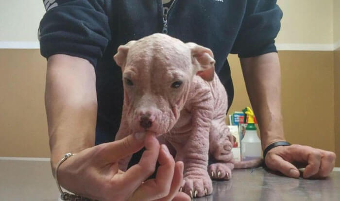 inspiringlife.pt - Recuperação incrível de quatro cachorrinhos infectados gravemente com sarna