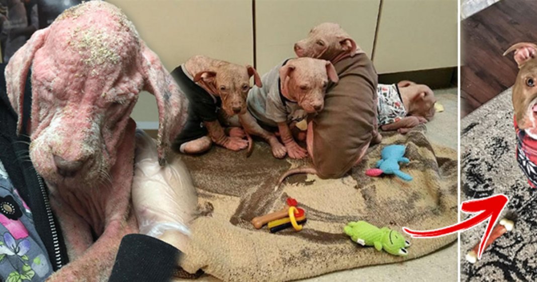 Recuperação incrível de quatro cachorrinhos infectados gravemente com sarna