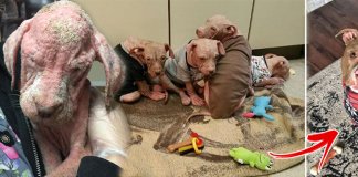 Recuperação incrível de quatro cachorrinhos infectados gravemente com sarna