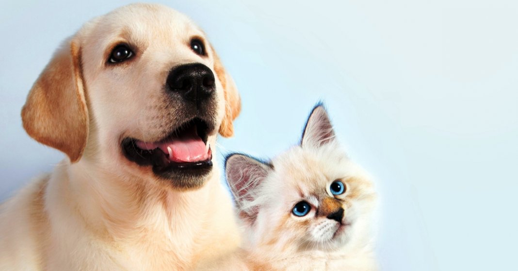 TESTE: A tua personalidade é mais parecida com cão ou com gato?