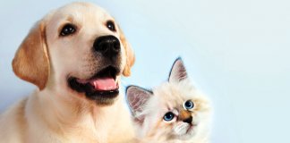 TESTE: A tua personalidade é mais parecida com cão ou com gato?