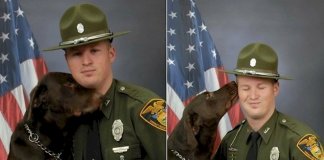 12 cães-polícia que aproveitam as horas vagas para serem cachorros normais