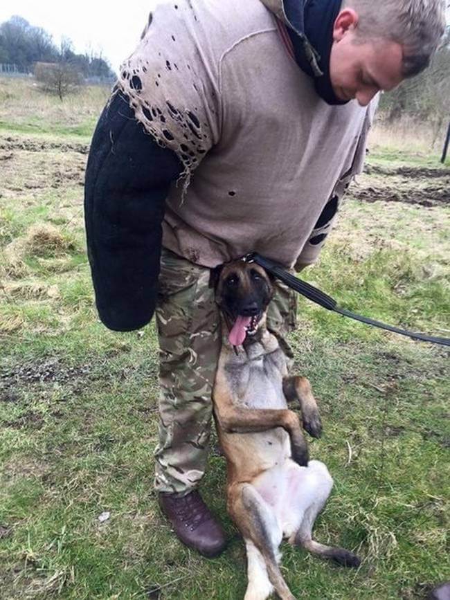 inspiringlife.pt - 12 cães-polícia que aproveitam as horas vagas para serem cachorros normais