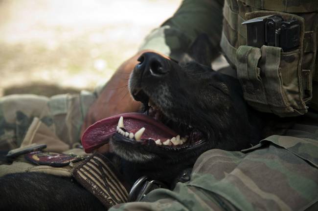 inspiringlife.pt - 12 cães-polícia que aproveitam as horas vagas para serem cachorros normais