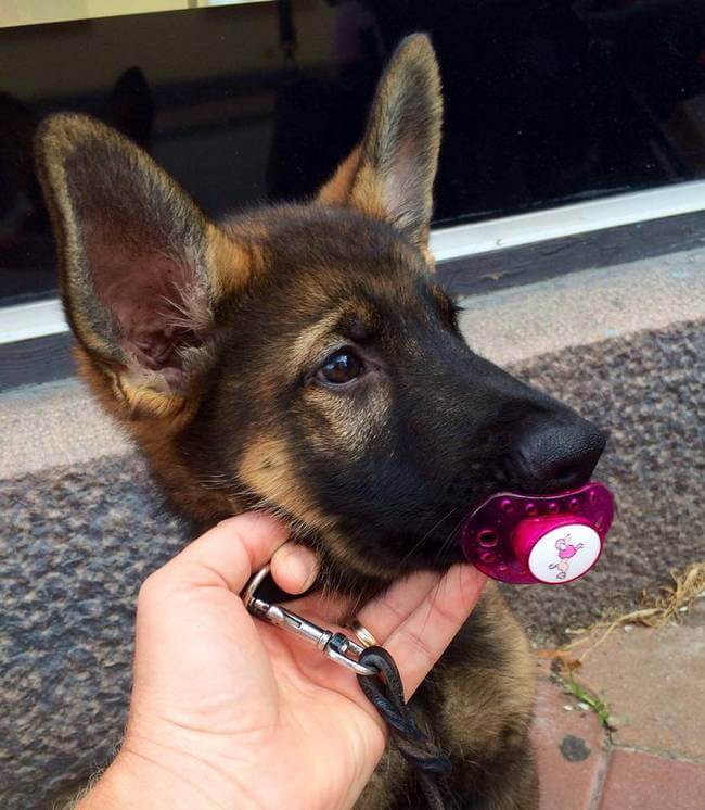 inspiringlife.pt - 12 cães-polícia que aproveitam as horas vagas para serem cachorros normais