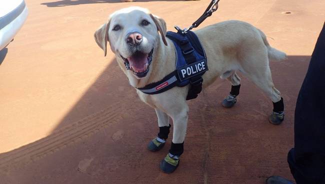 inspiringlife.pt - 12 cães-polícia que aproveitam as horas vagas para serem cachorros normais