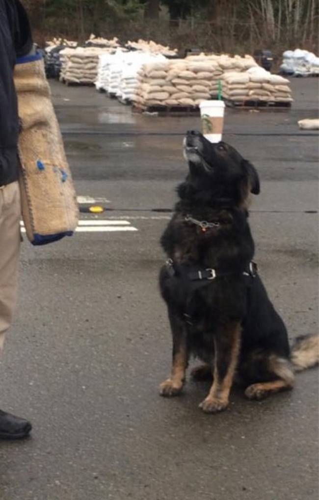 inspiringlife.pt - 12 cães-polícia que aproveitam as horas vagas para serem cachorros normais