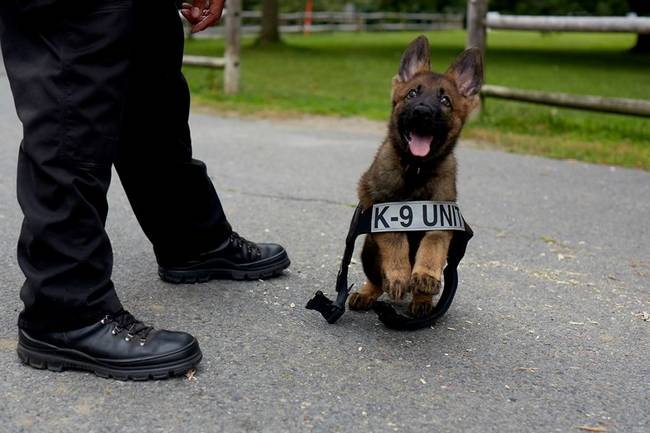 inspiringlife.pt - 12 cães-polícia que aproveitam as horas vagas para serem cachorros normais