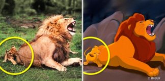 14 animais que são cópias exactas de personagens de desenhos animados