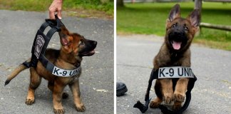 17 cachorrinhos no seu primeiro dia de trabalho que vão animar o teu dia