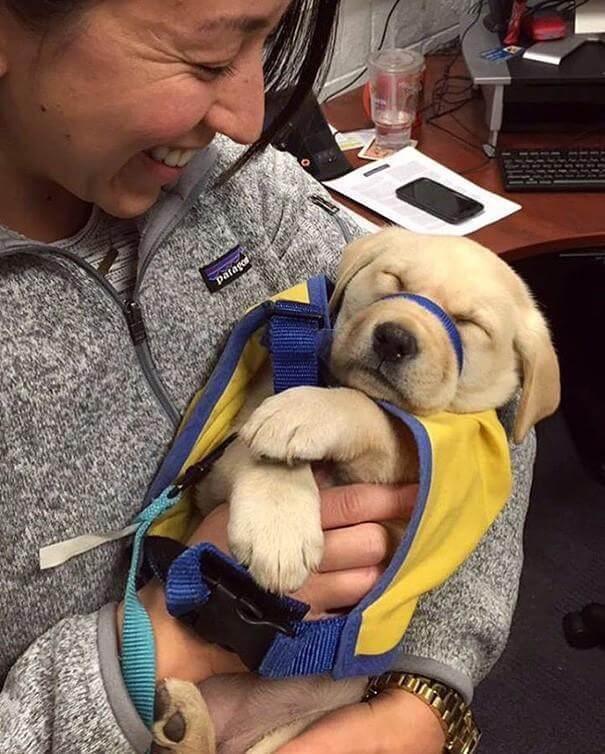 inspiringlife.pt - 17 cachorrinhos no seu primeiro dia de trabalho que vão animar o teu dia