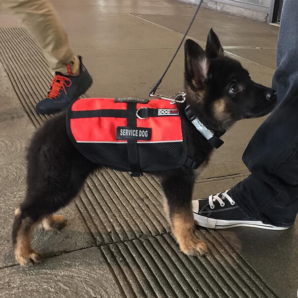 inspiringlife.pt - 17 cachorrinhos no seu primeiro dia de trabalho que vão animar o teu dia