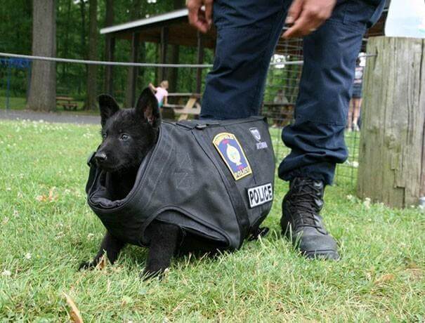 inspiringlife.pt - 17 cachorrinhos no seu primeiro dia de trabalho que vão animar o teu dia