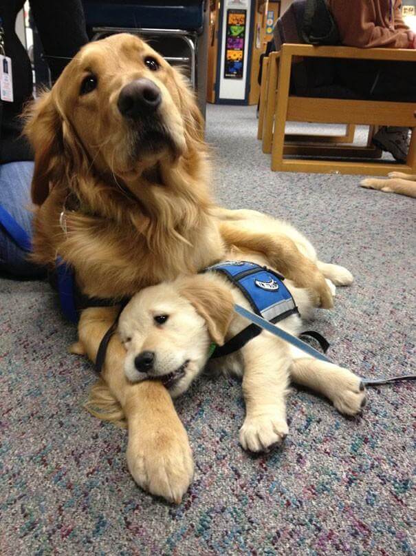 inspiringlife.pt - 17 cachorrinhos no seu primeiro dia de trabalho que vão animar o teu dia