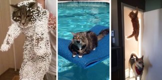 18 gatos que se arrependeram imediatamente das suas escolhas
