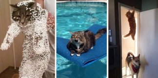 18 gatos que se arrependeram imediatamente das suas escolhas