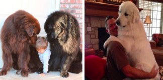 19 fotos que provam que os cães maiores são os melhores