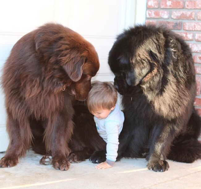 inspiringlife.pt - 19 fotos que provam que os cães maiores são os melhores
