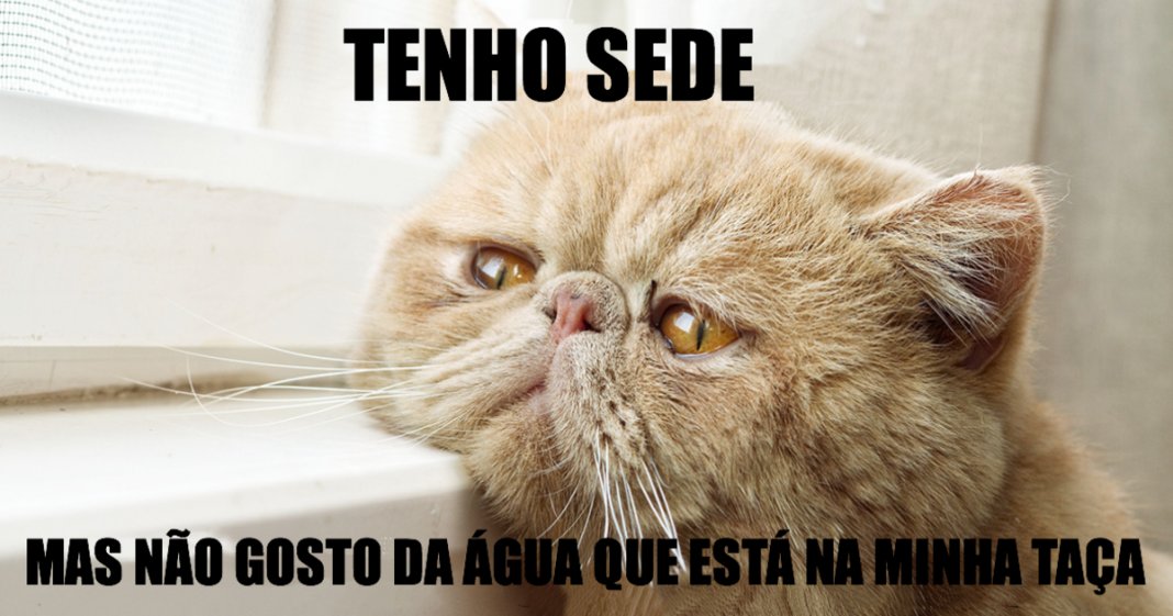 23 problemas hilariantes que os gatos enfrentam todos os dias