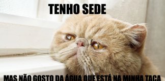 23 problemas hilariantes que os gatos enfrentam todos os dias