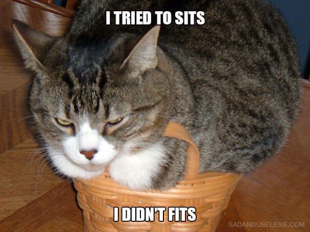 inspiringlife.pt - 23 problemas hilariantes que os gatos enfrentam todos os dias