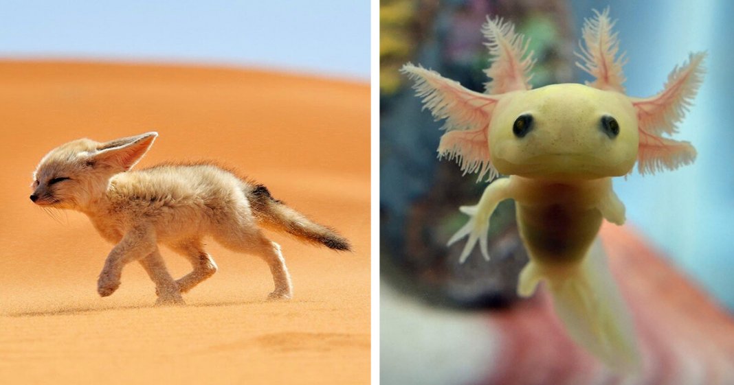 24 animais bebés raros que possivelmente nunca viste antes