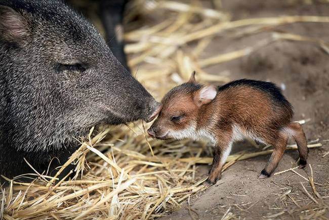 inspiringlife.pt - 24 animais bebés raros que possivelmente nunca viste antes