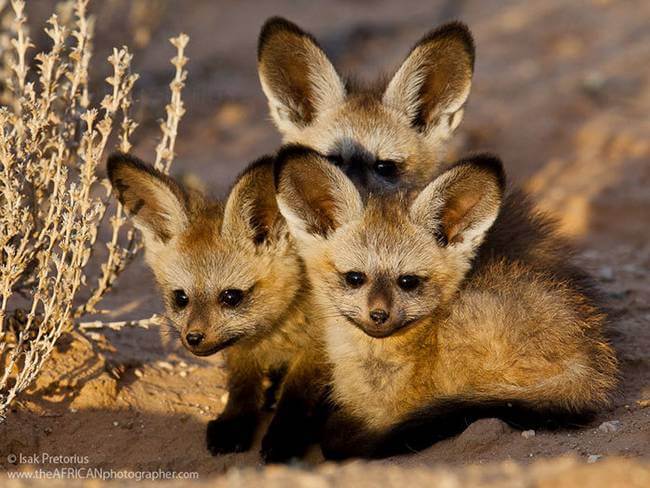 inspiringlife.pt - 24 animais bebés raros que possivelmente nunca viste antes