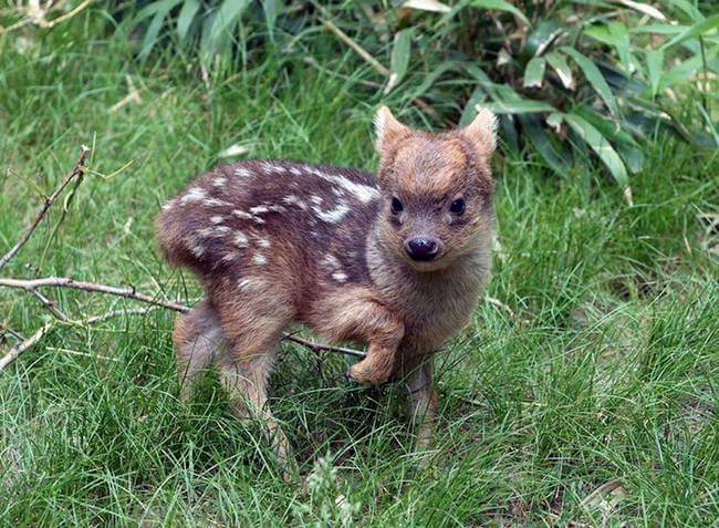 inspiringlife.pt - 24 animais bebés raros que possivelmente nunca viste antes