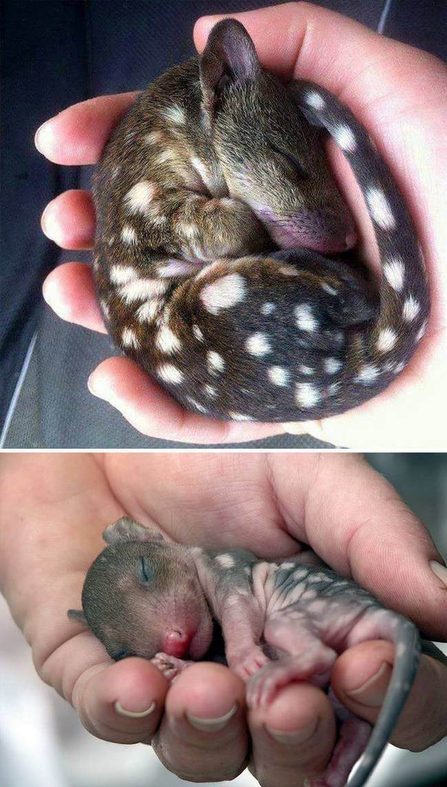 inspiringlife.pt - 24 animais bebés raros que possivelmente nunca viste antes