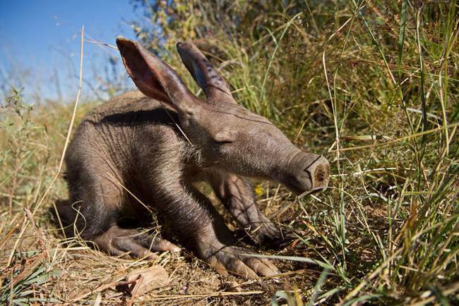 inspiringlife.pt - 24 animais bebés raros que possivelmente nunca viste antes