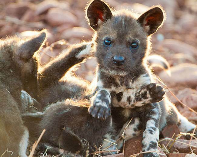 inspiringlife.pt - 24 animais bebés raros que possivelmente nunca viste antes