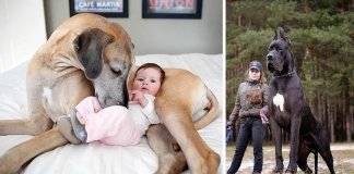 25 maiores raças de cães do mundo que possivelmente desconhecias